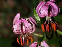 0012 (Türkenbundlilie)